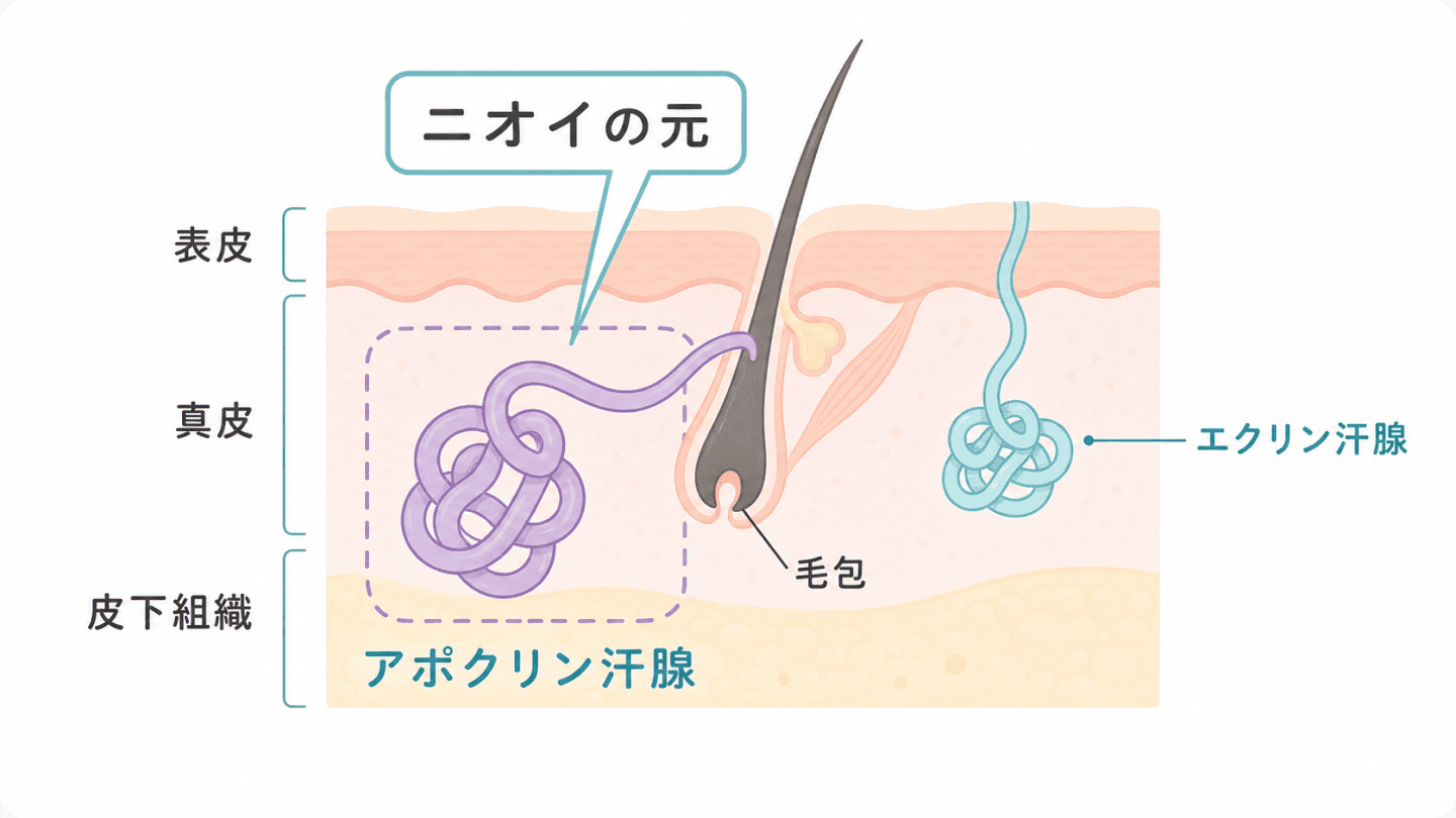 図1. 皮膚に存在する2つの汗腺(エクリン汗腺・アポクリン汗腺)の分布と役割