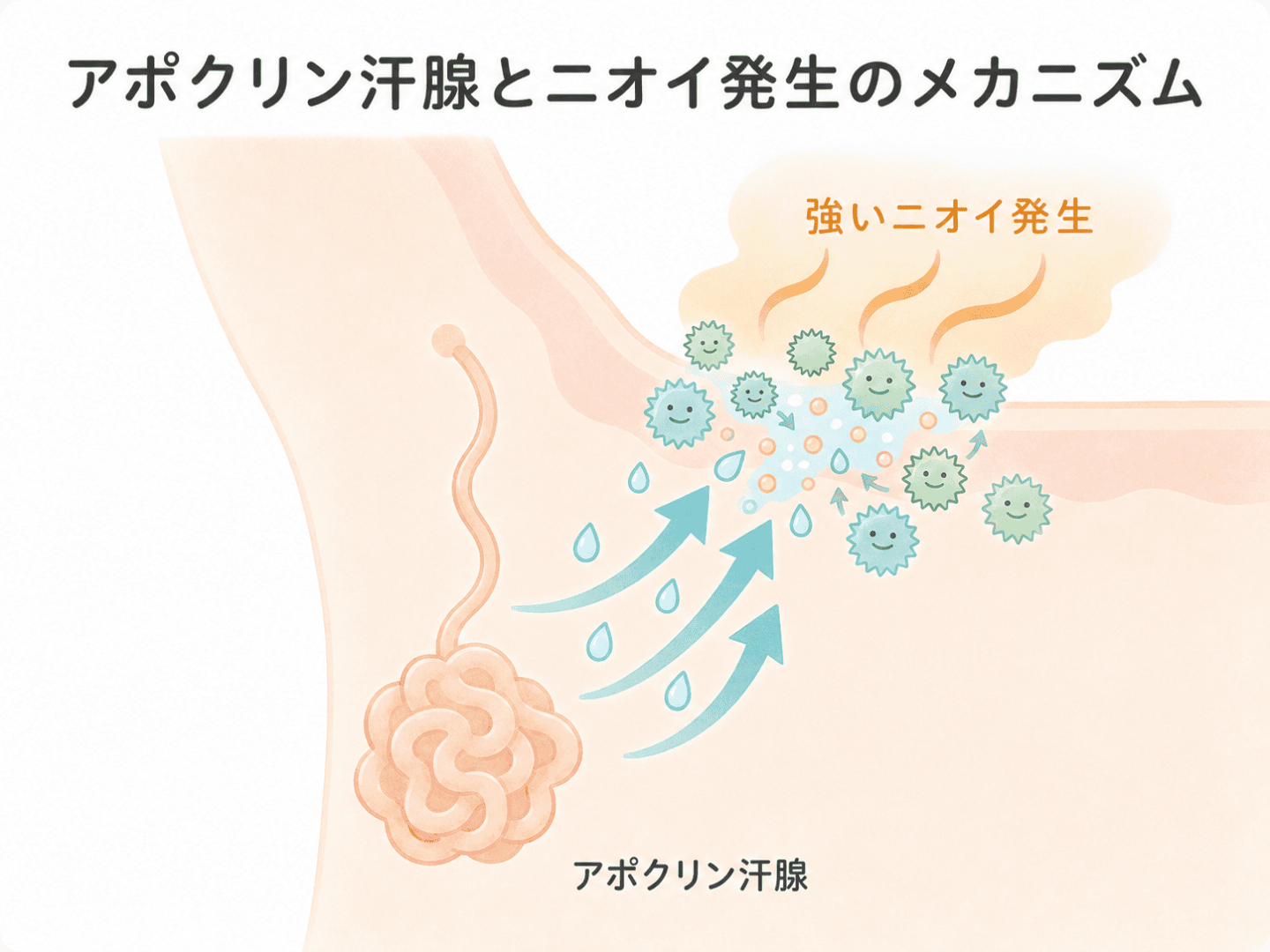 図3. 常在菌が汗の成分を分解し、揮発性のニオイ物質が生成される仕組み