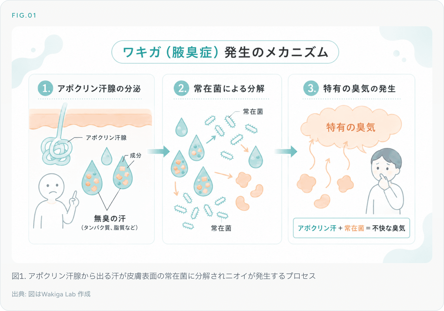 図1. アポクリン汗腺から出る汗が皮膚表面の常在菌に分解されニオイが発生するプロセス